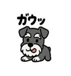 ミニチュアシュナウザーのスタンプ2（個別スタンプ：21）