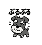 ミニチュアシュナウザーのスタンプ2（個別スタンプ：22）
