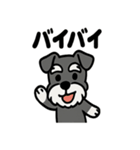 ミニチュアシュナウザーのスタンプ2（個別スタンプ：25）