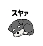 ミニチュアシュナウザーのスタンプ2（個別スタンプ：31）