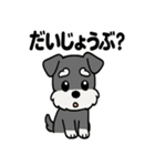 ミニチュアシュナウザーのスタンプ2（個別スタンプ：33）