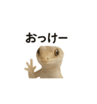 イモリの日常スタンプ（個別スタンプ：14）