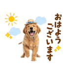 毎日つかえる♪ゴールデン子犬スタンプ（個別スタンプ：1）