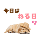 毎日つかえる♪ゴールデン子犬スタンプ（個別スタンプ：2）
