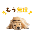 毎日つかえる♪ゴールデン子犬スタンプ（個別スタンプ：3）