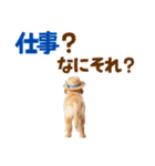 毎日つかえる♪ゴールデン子犬スタンプ（個別スタンプ：5）