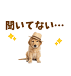 毎日つかえる♪ゴールデン子犬スタンプ（個別スタンプ：7）