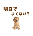 毎日つかえる♪ゴールデン子犬スタンプ（個別スタンプ：11）