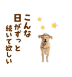 毎日つかえる♪ゴールデン子犬スタンプ（個別スタンプ：12）