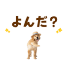 毎日つかえる♪ゴールデン子犬スタンプ（個別スタンプ：14）