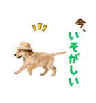 毎日つかえる♪ゴールデン子犬スタンプ（個別スタンプ：15）