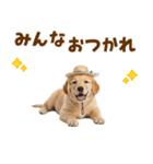 毎日つかえる♪ゴールデン子犬スタンプ（個別スタンプ：16）