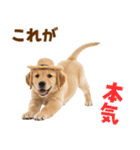 毎日つかえる♪ゴールデン子犬スタンプ（個別スタンプ：17）