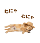 毎日つかえる♪ゴールデン子犬スタンプ（個別スタンプ：18）