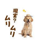 毎日つかえる♪ゴールデン子犬スタンプ（個別スタンプ：19）