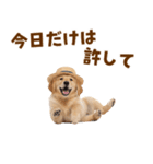 毎日つかえる♪ゴールデン子犬スタンプ（個別スタンプ：20）