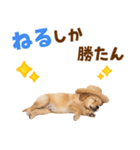 毎日つかえる♪ゴールデン子犬スタンプ（個別スタンプ：22）