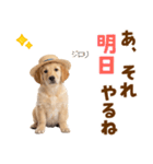 毎日つかえる♪ゴールデン子犬スタンプ（個別スタンプ：23）