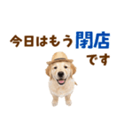 毎日つかえる♪ゴールデン子犬スタンプ（個別スタンプ：24）