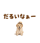 毎日つかえる♪ゴールデン子犬スタンプ（個別スタンプ：25）