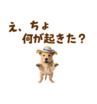 毎日つかえる♪ゴールデン子犬スタンプ（個別スタンプ：26）