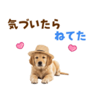 毎日つかえる♪ゴールデン子犬スタンプ（個別スタンプ：27）
