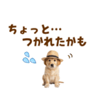 毎日つかえる♪ゴールデン子犬スタンプ（個別スタンプ：28）