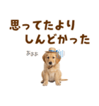 毎日つかえる♪ゴールデン子犬スタンプ（個別スタンプ：29）