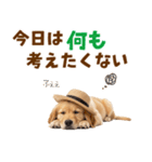 毎日つかえる♪ゴールデン子犬スタンプ（個別スタンプ：30）