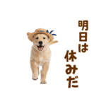 毎日つかえる♪ゴールデン子犬スタンプ（個別スタンプ：31）