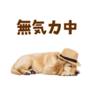 毎日つかえる♪ゴールデン子犬スタンプ（個別スタンプ：32）