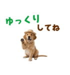 毎日つかえる♪ゴールデン子犬スタンプ（個別スタンプ：33）