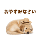 毎日つかえる♪ゴールデン子犬スタンプ（個別スタンプ：34）