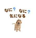 毎日つかえる♪ゴールデン子犬スタンプ（個別スタンプ：35）