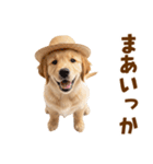 毎日つかえる♪ゴールデン子犬スタンプ（個別スタンプ：36）