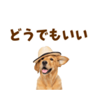 毎日つかえる♪ゴールデン子犬スタンプ（個別スタンプ：37）