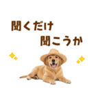 毎日つかえる♪ゴールデン子犬スタンプ（個別スタンプ：38）