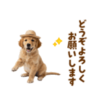 毎日つかえる♪ゴールデン子犬スタンプ（個別スタンプ：39）