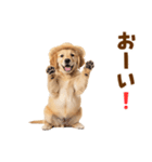 毎日つかえる♪ゴールデン子犬スタンプ（個別スタンプ：40）