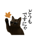 秋のサングラス猫♥ハロウィンやお月見（個別スタンプ：1）