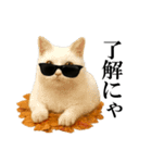 秋のサングラス猫♥ハロウィンやお月見（個別スタンプ：2）