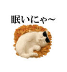 秋のサングラス猫♥ハロウィンやお月見（個別スタンプ：3）