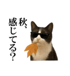 秋のサングラス猫♥ハロウィンやお月見（個別スタンプ：4）