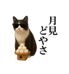 秋のサングラス猫♥ハロウィンやお月見（個別スタンプ：6）