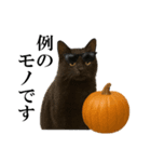 秋のサングラス猫♥ハロウィンやお月見（個別スタンプ：7）