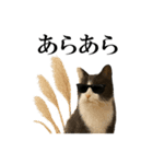 秋のサングラス猫♥ハロウィンやお月見（個別スタンプ：9）