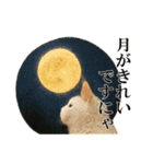 秋のサングラス猫♥ハロウィンやお月見（個別スタンプ：11）