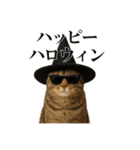 秋のサングラス猫♥ハロウィンやお月見（個別スタンプ：14）