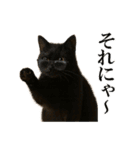 秋のサングラス猫♥ハロウィンやお月見（個別スタンプ：15）