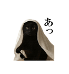 秋のサングラス猫♥ハロウィンやお月見（個別スタンプ：22）